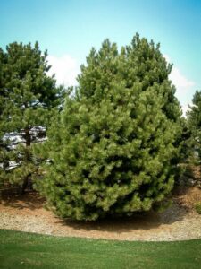 Сосна Чёрная (Pinus Nigra) купить по цене от 270.00р. в интернет-магазине «Посадика» с доставкой почтой в в Мышкине и по всей России – [изображение №1].