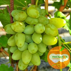 Виноград Монарх купить по цене от 310р. в интернет-магазине «Посадика» с доставкой почтой в в Мышкине и по всей России – [изображение №1].