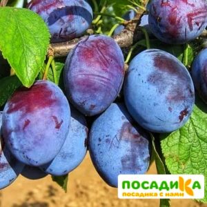 Слива Чачакская ранняя купить по цене от 229.00р. в интернет-магазине «Посадика» с доставкой почтой в в Мышкине и по всей России – [изображение №1].