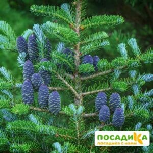 Пихта корейская (Abies koreana) купить по цене от 450.00р. в интернет-магазине «Посадика» с доставкой почтой в в Мышкине и по всей России – [изображение №1].