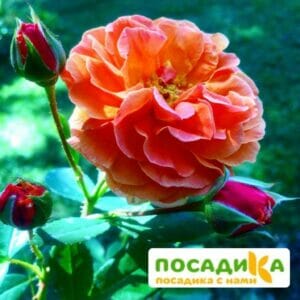 Роза Арабия купить по цене от 350.00р. в интернет-магазине «Посадика» с доставкой почтой в в Мышкине и по всей России – [изображение №1].