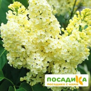 Сирень Примроуз (Primrose) купить по цене от 529.00р. в интернет-магазине «Посадика» с доставкой почтой в в Мышкине и по всей России – [изображение №1].