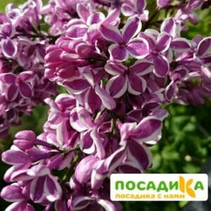 Сирень Сенсация купить по цене от 529.00р. в интернет-магазине «Посадика» с доставкой почтой в в Мышкине и по всей России – [изображение №1].