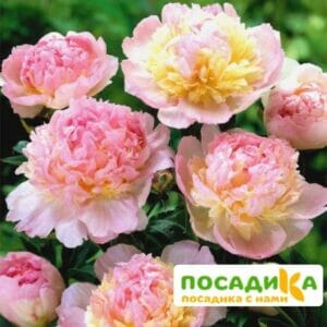 Пион Распберри Сандей (Paeonia Raspberry Sundae) купить по цене от 959р. в интернет-магазине «Посадика» с доставкой почтой в в Мышкине и по всей России – [изображение №1].