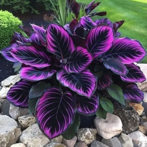 Хоста Люминоза купить по цене от 450р. в интернет-магазине «Посадика» с доставкой почтой в в Мышкине и по всей России – [изображение №1].