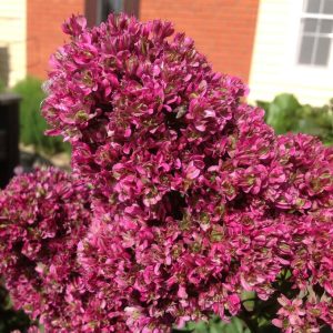 Флокс Филингс купить по цене от 329р. в интернет-магазине «Посадика» с доставкой почтой в в Мышкине и по всей России – [изображение №1].