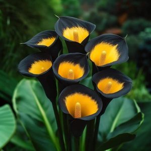 Калла Легато купить по цене от 620р. в интернет-магазине «Посадика» с доставкой почтой в в Мышкине и по всей России – [изображение №1].