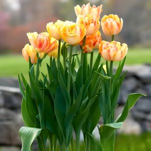 Тюльпан Верона Санрайз купить по цене от 280р. в интернет-магазине «Посадика» с доставкой почтой в в Мышкине и по всей России – [изображение №1].