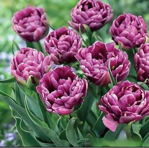 Тюльпан Айс Крим купить по цене от 430р. в интернет-магазине «Посадика» с доставкой почтой в в Мышкине и по всей России – [изображение №1].