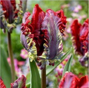 Тюльпан Рококо купить по цене от 350р. в интернет-магазине «Посадика» с доставкой почтой в в Мышкине и по всей России – [изображение №1].