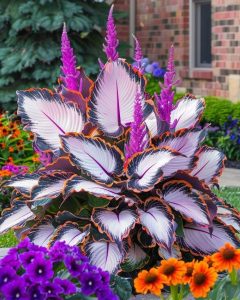 Хоста Кримэн Дрим купить по цене от 549р. в интернет-магазине «Посадика» с доставкой почтой в в Мышкине и по всей России – [изображение №1].