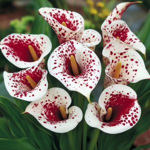 Калла Эмпайр купить по цене от 302р. в интернет-магазине «Посадика» с доставкой почтой в в Мышкине и по всей России – [изображение №1].