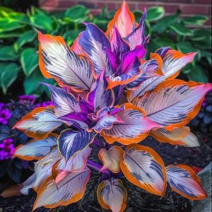 Хоста Эмеральд Тиара купить по цене от 602р. в интернет-магазине «Посадика» с доставкой почтой в в Мышкине и по всей России – [изображение №1].