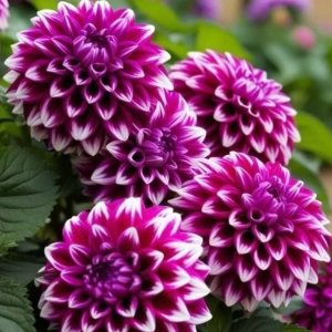 Георгин Кристал Корт купить по цене от 602р. в интернет-магазине «Посадика» с доставкой почтой в в Мышкине и по всей России – [изображение №1].