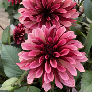 Георгин Перли Сансет купить по цене от 309р. в интернет-магазине «Посадика» с доставкой почтой в в Мышкине и по всей России – [изображение №1].