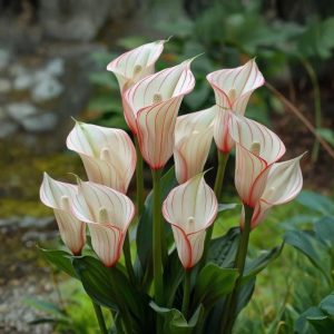 Калла Глейшер купить по цене от 299р. в интернет-магазине «Посадика» с доставкой почтой в в Мышкине и по всей России – [изображение №1].