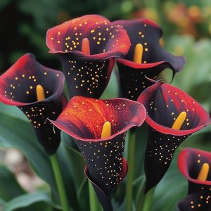 Калла Нуар купить по цене от 299р. в интернет-магазине «Посадика» с доставкой почтой в в Мышкине и по всей России – [изображение №1].