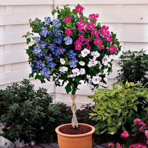 Гибискус-Дерево Триколор купить по цене от 289р. в интернет-магазине «Посадика» с доставкой почтой в в Мышкине и по всей России – [изображение №1].