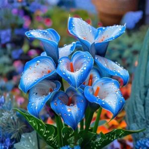 Калла Портрейт купить по цене от 292р. в интернет-магазине «Посадика» с доставкой почтой в в Мышкине и по всей России – [изображение №1].