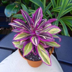 Хоста Сильвер Стик купить по цене от 650р. в интернет-магазине «Посадика» с доставкой почтой в в Мышкине и по всей России – [изображение №1].