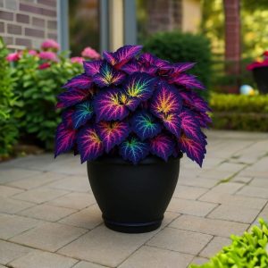 Хоста Фрости Блю купить по цене от 389р. в интернет-магазине «Посадика» с доставкой почтой в в Мышкине и по всей России – [изображение №1].