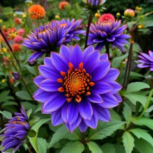 Георгин Лазурит купить по цене от 799р. в интернет-магазине «Посадика» с доставкой почтой в в Мышкине и по всей России – [изображение №1].