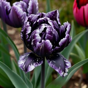 Тюльпан Индиго купить по цене от 600р. в интернет-магазине «Посадика» с доставкой почтой в в Мышкине и по всей России – [изображение №1].