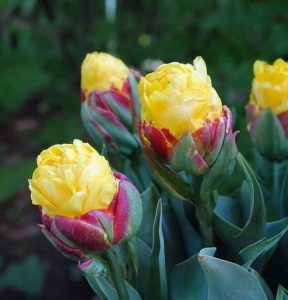 Тюльпан Айс Крим Банана купить по цене от 360р. в интернет-магазине «Посадика» с доставкой почтой в в Мышкине и по всей России – [изображение №1].