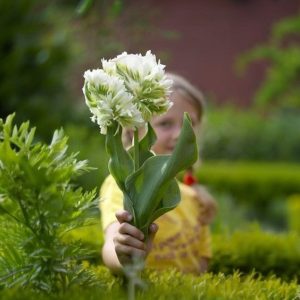 Тюльпан Супер Пэррот купить по цене от 360р. в интернет-магазине «Посадика» с доставкой почтой в в Мышкине и по всей России – [изображение №1].