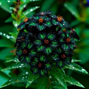 Флокс Ривьера купить по цене от 299р. в интернет-магазине «Посадика» с доставкой почтой в в Мышкине и по всей России – [изображение №1].