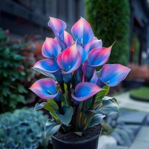 Калла Импрессия купить по цене от 590р. в интернет-магазине «Посадика» с доставкой почтой в в Мышкине и по всей России – [изображение №1].