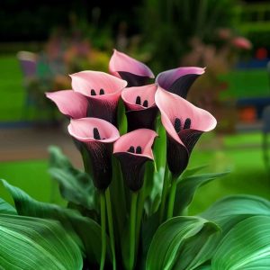 Калла Энигма купить по цене от 291р. в интернет-магазине «Посадика» с доставкой почтой в в Мышкине и по всей России – [изображение №1].