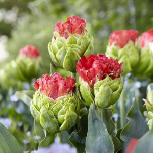 Тюльпан Бычий Глаз купить по цене от 275р. в интернет-магазине «Посадика» с доставкой почтой в в Мышкине и по всей России – [изображение №1].