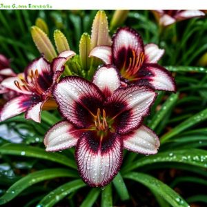 Лилейник Крим Сикл купить по цене от 799р. в интернет-магазине «Посадика» с доставкой почтой в в Мышкине и по всей России – [изображение №1].