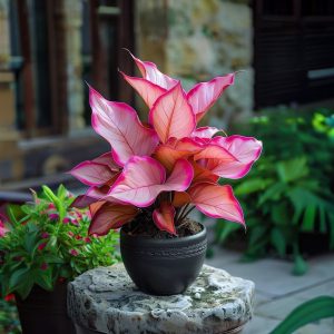 Хоста Розовая Симфония купить по цене от 800р. в интернет-магазине «Посадика» с доставкой почтой в в Мышкине и по всей России – [изображение №1].