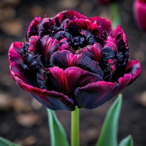 Тюльпан Фламинго купить по цене от 500р. в интернет-магазине «Посадика» с доставкой почтой в в Мышкине и по всей России – [изображение №1].