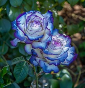 Роза Пэтолз Хоуп купить по цене от 333р. в интернет-магазине «Посадика» с доставкой почтой в в Мышкине и по всей России – [изображение №1].