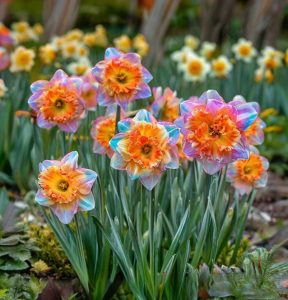 Нарцисс Айвери Дон купить по цене от 3000р. в интернет-магазине «Посадика» с доставкой почтой в в Мышкине и по всей России – [изображение №1].