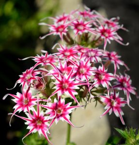 Флокс Метельчатый Путь купить по цене от 456р. в интернет-магазине «Посадика» с доставкой почтой в в Мышкине и по всей России – [изображение №1].