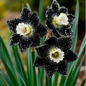 Нарцисс Кассата купить по цене от 372р. в интернет-магазине «Посадика» с доставкой почтой в в Мышкине и по всей России – [изображение №1].