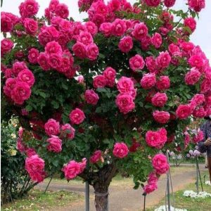 Роза Версаля купить по цене от 232р. в интернет-магазине «Посадика» с доставкой почтой в в Мышкине и по всей России – [изображение №1].