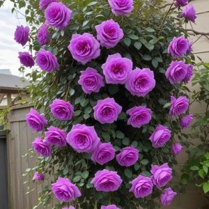 Роза Мистик Уайт купить по цене от 620р. в интернет-магазине «Посадика» с доставкой почтой в в Мышкине и по всей России – [изображение №1].