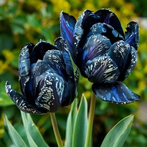 Тюльпан Блю Фог купить по цене от 500р. в интернет-магазине «Посадика» с доставкой почтой в в Мышкине и по всей России – [изображение №1].