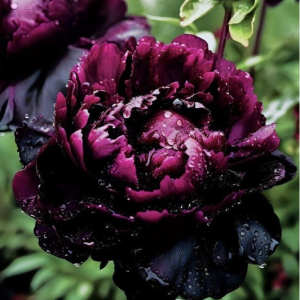 Пион Темный Сад купить по цене от 421р. в интернет-магазине «Посадика» с доставкой почтой в в Мышкине и по всей России – [изображение №1].