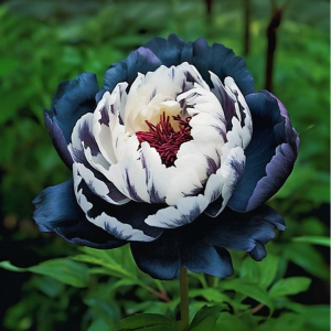 Пион Древовидный Инь-Янь купить по цене от 419р. в интернет-магазине «Посадика» с доставкой почтой в в Мышкине и по всей России – [изображение №1].