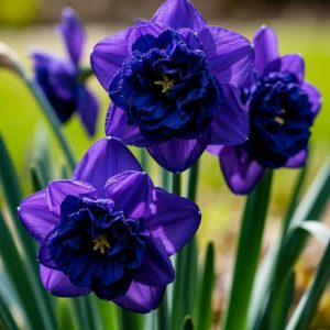 Нарцисс Арт Нуво купить по цене от 378р. в интернет-магазине «Посадика» с доставкой почтой в в Мышкине и по всей России – [изображение №1].