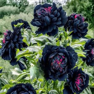 Пион древовидный Сердце Афродиты купить по цене от 600р. в интернет-магазине «Посадика» с доставкой почтой в в Мышкине и по всей России – [изображение №1].