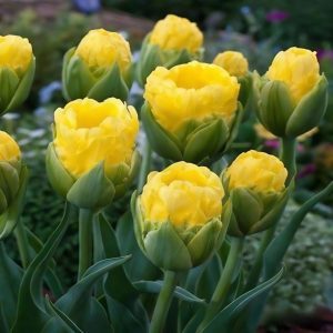 Тюльпан махровый Ванила Коп купить по цене от 159р. в интернет-магазине «Посадика» с доставкой почтой в в Мышкине и по всей России – [изображение №1].