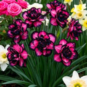 Нарцисс Золотая Корона купить по цене от 2000р. в интернет-магазине «Посадика» с доставкой почтой в в Мышкине и по всей России – [изображение №1].