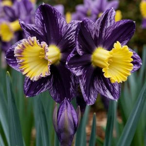 Нарцисс Акропоис купить по цене от 382р. в интернет-магазине «Посадика» с доставкой почтой в в Мышкине и по всей России – [изображение №1].